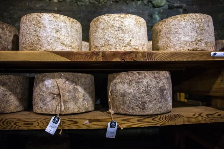 Экскурсия по частной сыроварне "Соболев Сыр". Екатеринбург