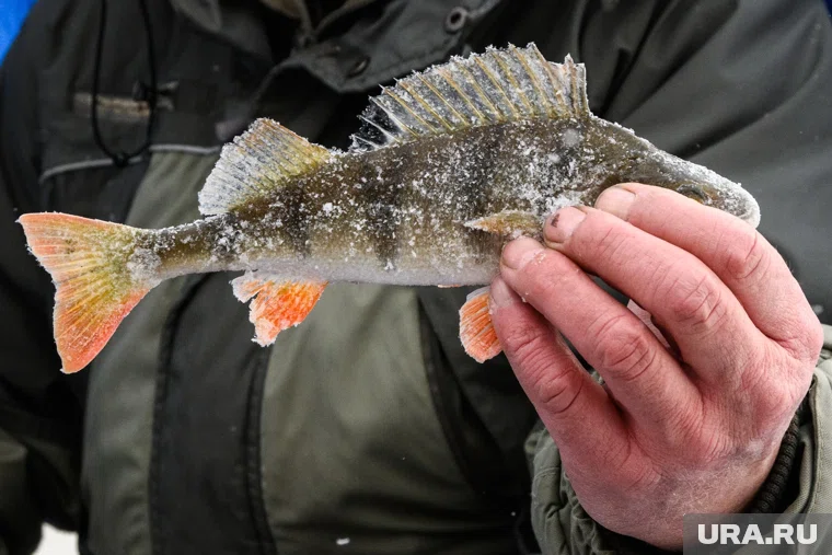 Рыбу удалось поймать на Белоярском водохранилище