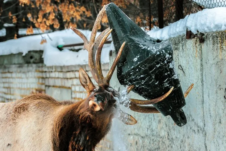 Зоопарк. Марал играет с бочкой. Челябинск, зоопарк, марал