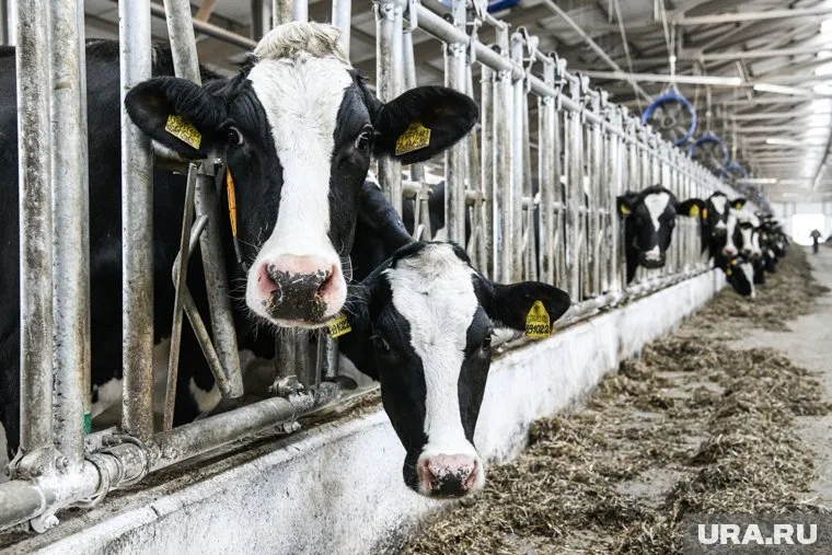 На сельхозпредприятии останки коров разбросаны по территории убойного пункта (архивное фото)