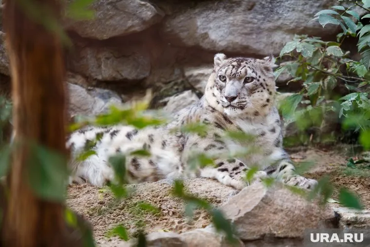Снежные барсы — сумеречные животные, пик их активности приходится на вечер и ночь (архивное фото)