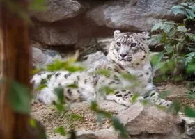 Семья снежных барсов воссоединилась в новом пермском зоопарке