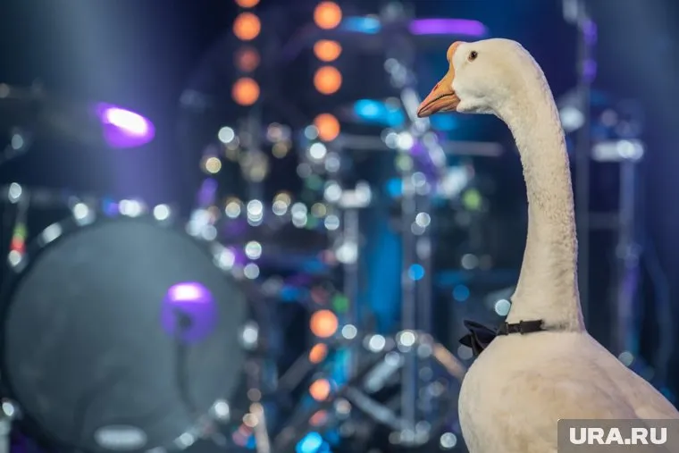 Праздник гуся отметят жители пермской деревни Аитково