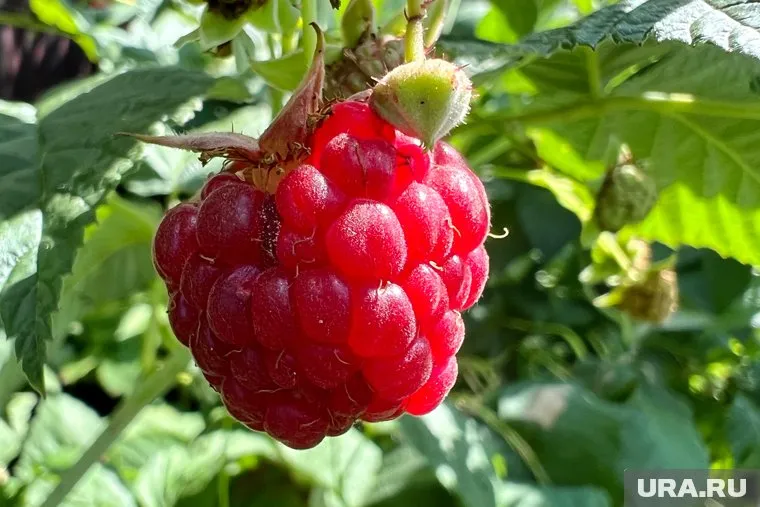 Сажать малину можно весной или осенью