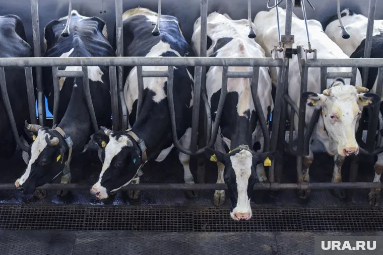 Предприятие занималось разведением молочного крупного рогатого скота