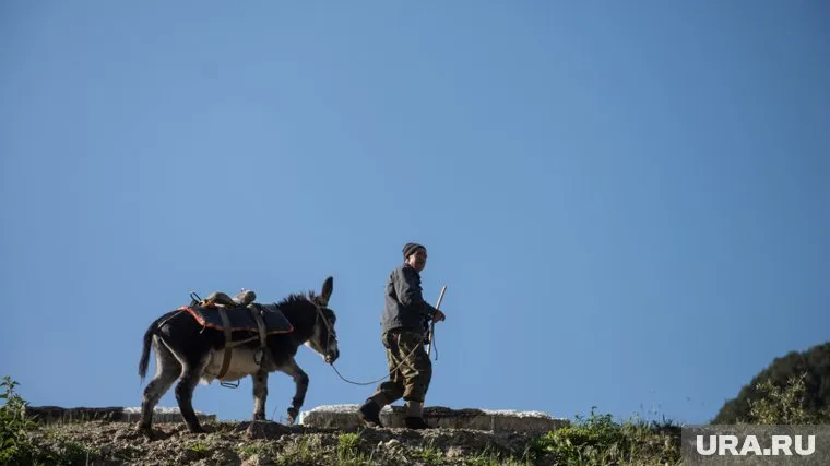 Хозяин спустил осла по зиплайну