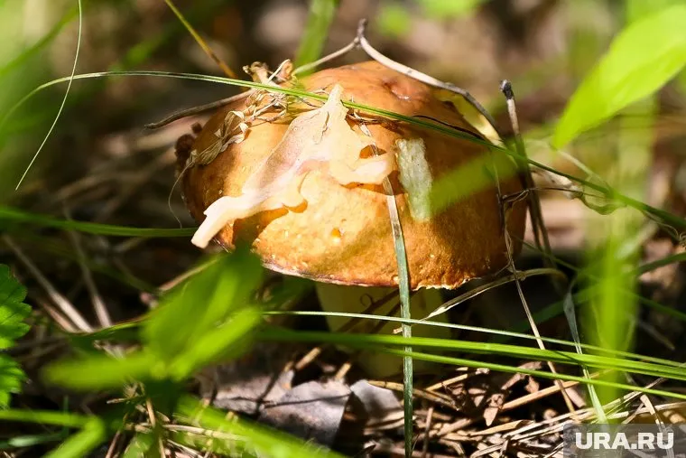 Маслята появились в лесах