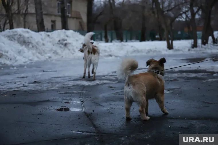 Законопроект предусматривает штраф до 200 тысяч рублей для чиновников, а также уголовное наказание для граждан в случае нанесения питомцем тяжкого вреда здоровью