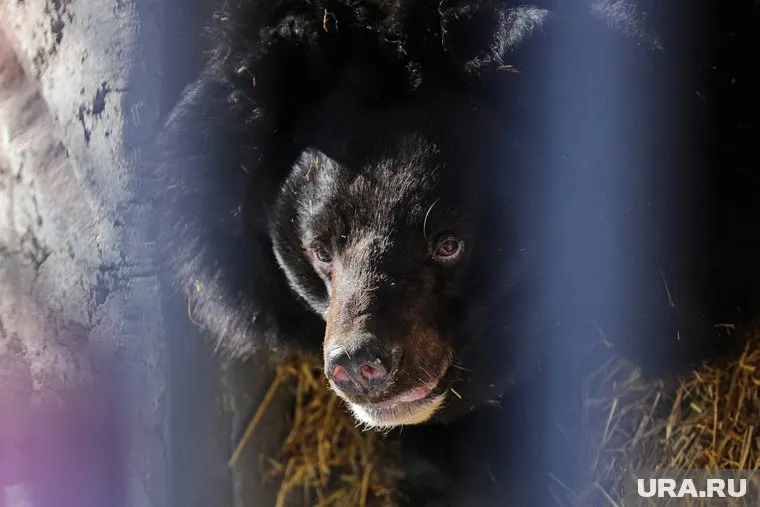 Нападение хищника стало неожиданностью для музыкантов