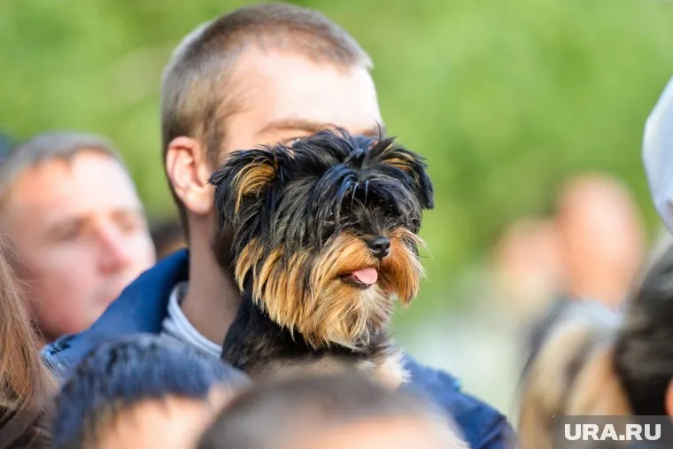 Помогать питомцам и утешать их владельцев — тяжелая работа