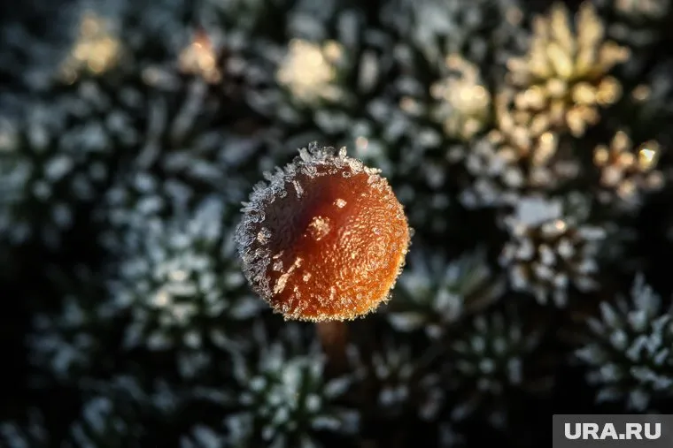 Редкий гриб тюменец обнаружил у себя в саду