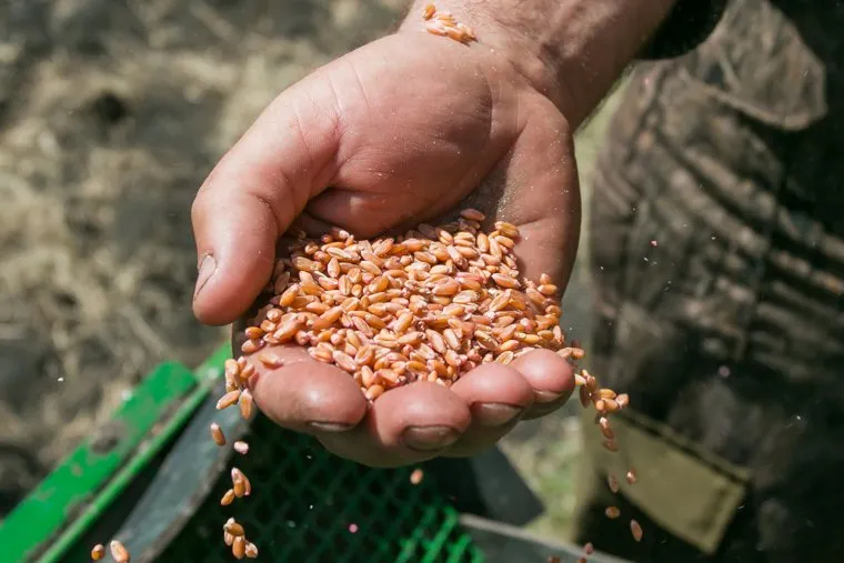 Посевная. Поселок Глинки. Курган, сельское хозяйство, рука, пшеница, посевная, зерно