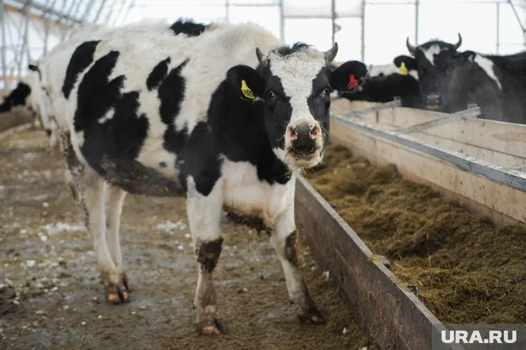 Доходность челябинской буренки по нормативам выросла
