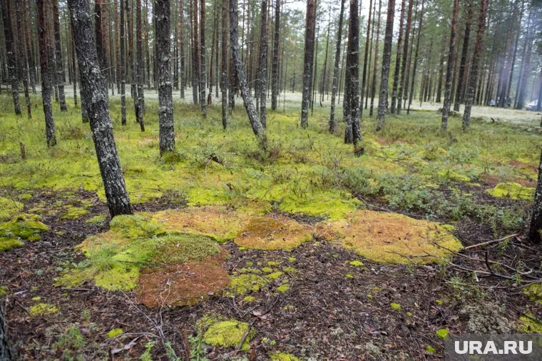 Студент из Нижней Туры в 2017 году сказал, что поехал на учебу, но пропал