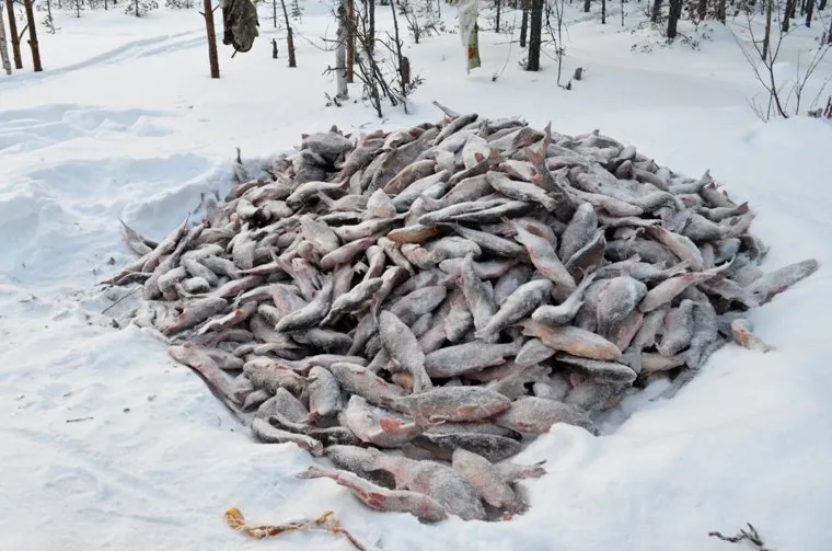 Ханты и манси, рыба, хмао, ханты, югра, кмнс