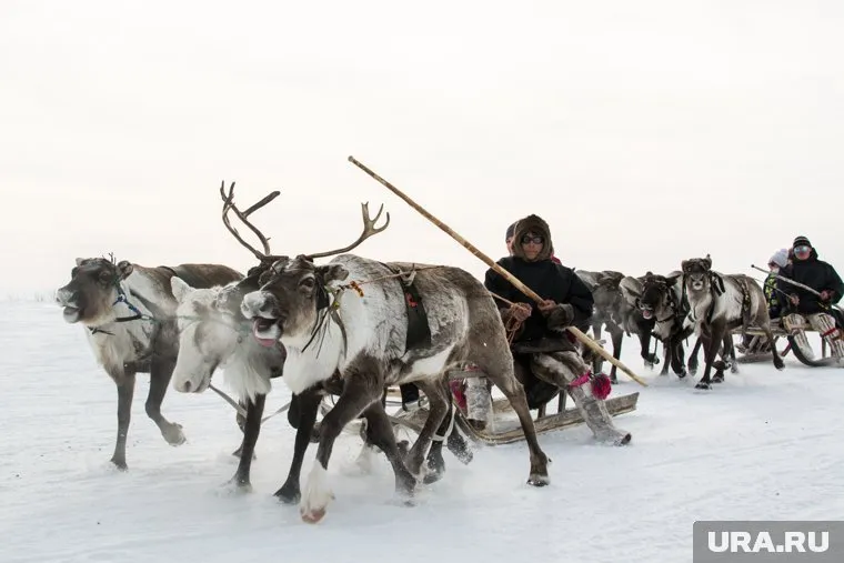 Оленеводам разрешат стать бизнесменами и получать граны