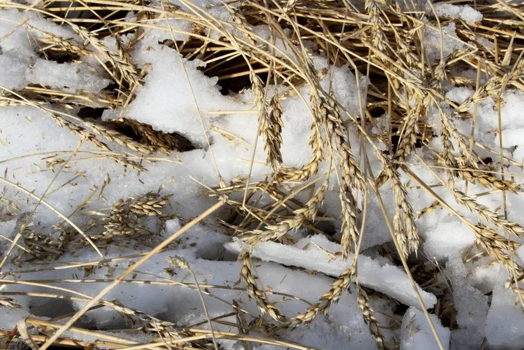 Алексей Кокорин в поляхКурганская область, пшеница