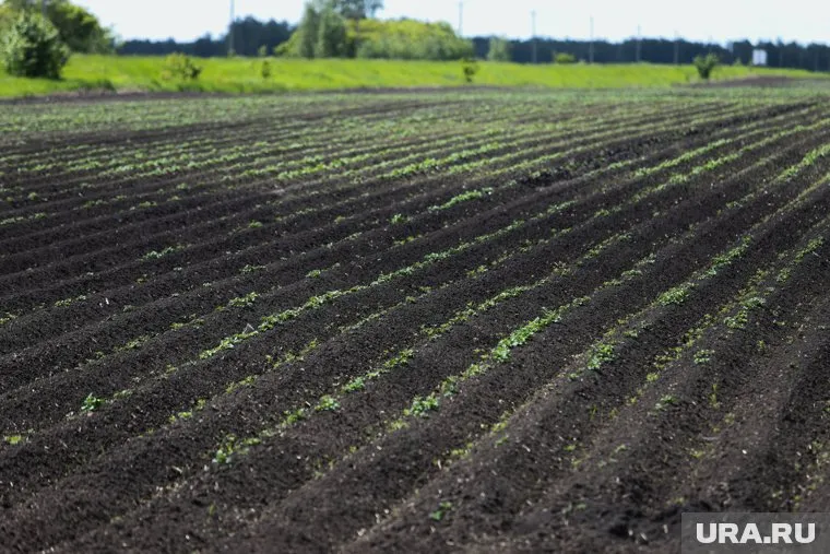 Иностранные лица через дочерние компании владеют около 0,5% сельхозугодий, а не 60%