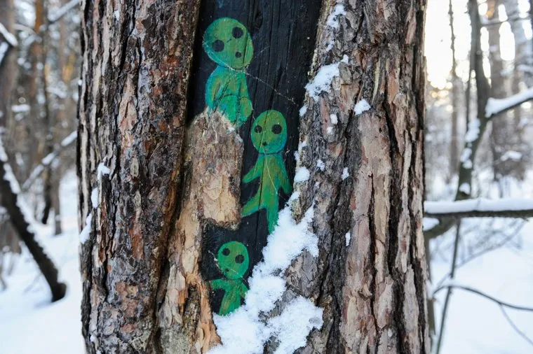 Природа в челябинском городском бору. Челябинск