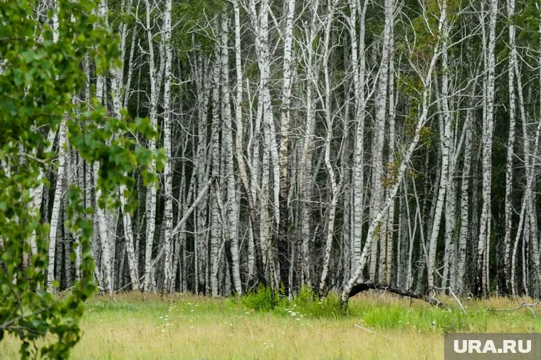 Пожилая женщина ушла в лес 18 августа