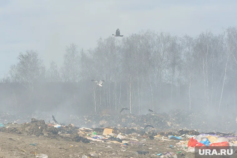 Свалка в аэропорта в ХМАО представляла опасность для полетов из-за скопления птиц