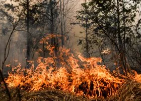 В Лос-Анджелесе зарегистрирован мощный лесной пожар