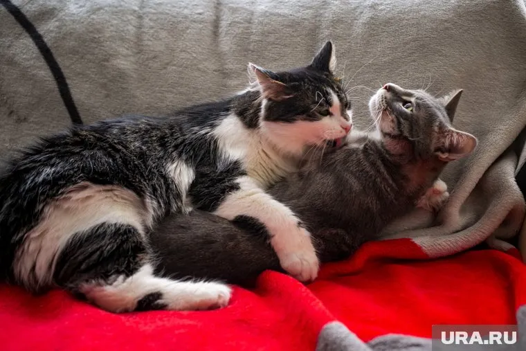 Женщина продала свою квартиру и теперь строит дом, в котором разместит и приют для питомцев