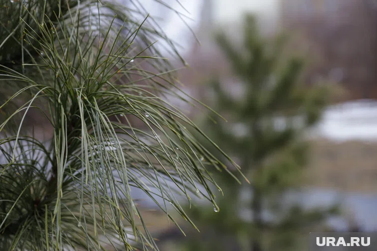 На бульваре высадили ели