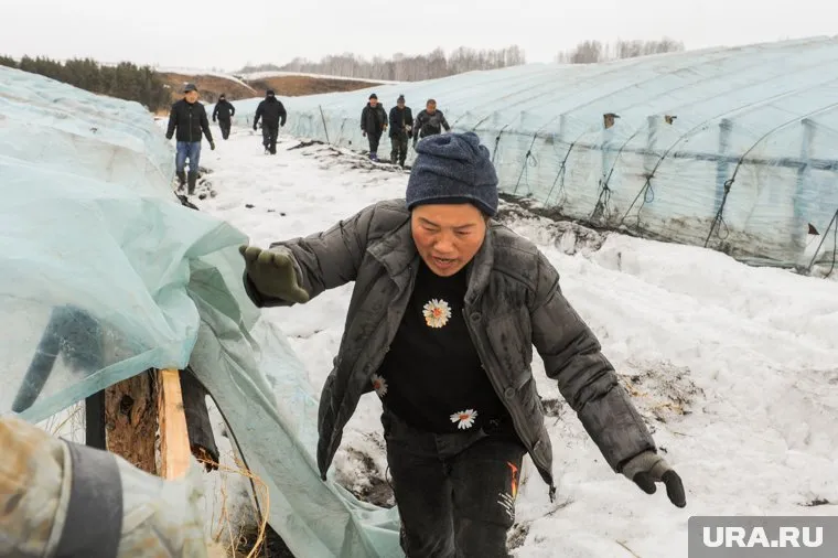 Мигрантов изгоняют из сельского хозяйства ЯНАО