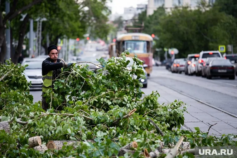В начале ночи горожане стали замечать поваленные деревья (архивное фото)