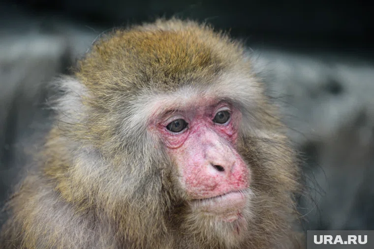 В США ищут сбежавших зараженных макак