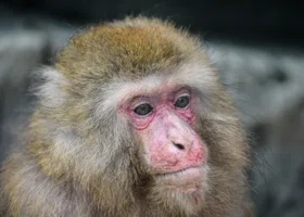 Зараженные COVID и гепатитом макаки сбежали после ДТП в США