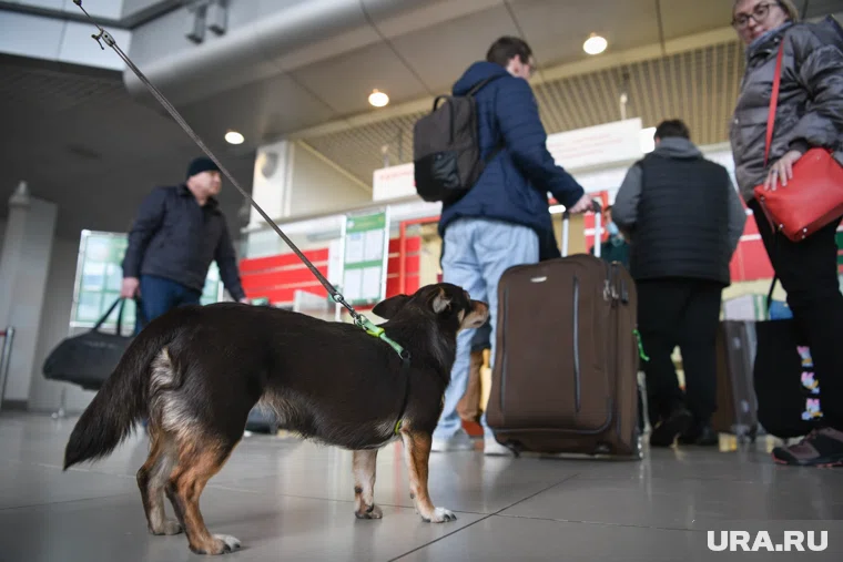 Самыми популярными направлениями стали Москва, Краснодарский край и Санкт-Петербург