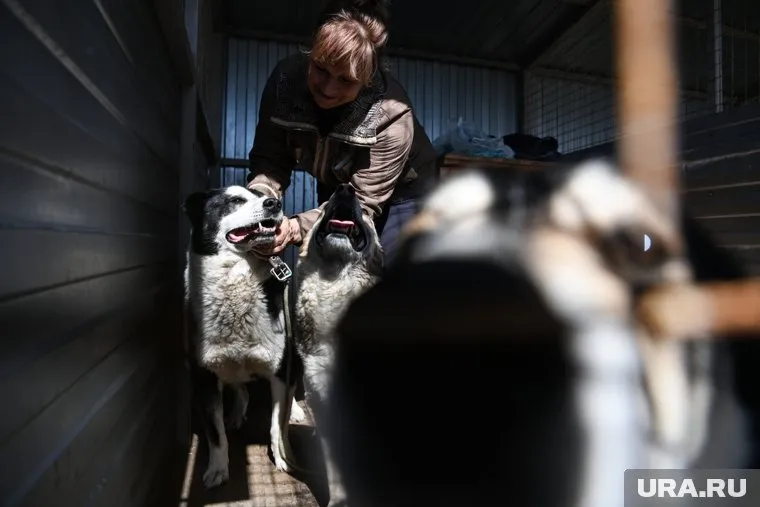 Всего в приюте на попечении находится около 50 собак