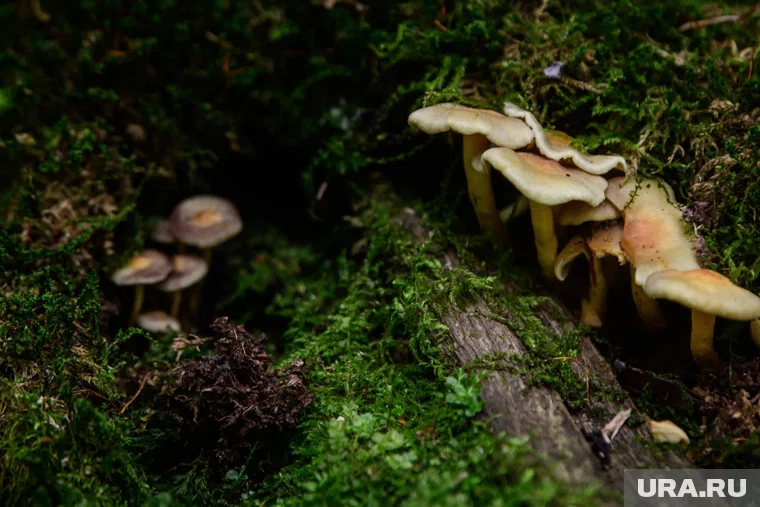 Лиса провожала грибников во время их прогулки 