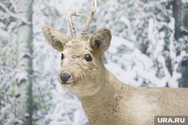 Более 70 сообщений о гибели косуль зарегистрировано в Курганской области