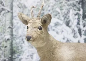 В Курганской области массово гибнут сибирские косули
