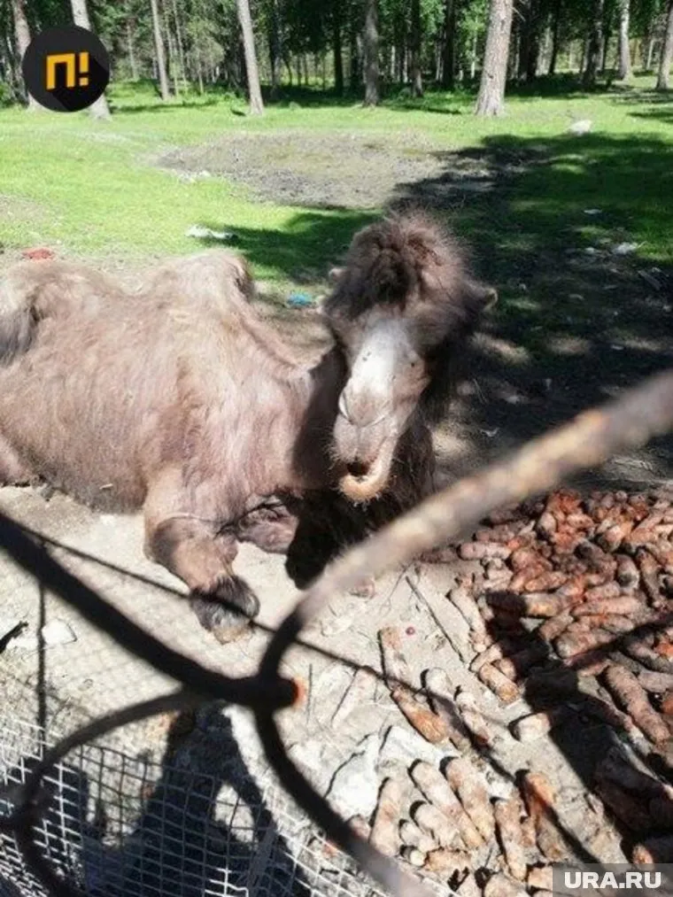 Верблюд выглядит изможденным