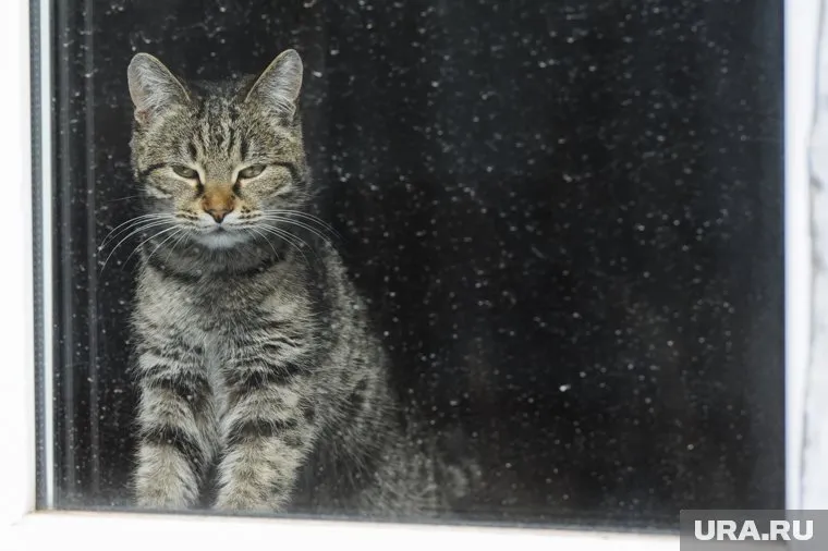 Кота «уволили» после трехлетнего «стажа работы» в местном магазине