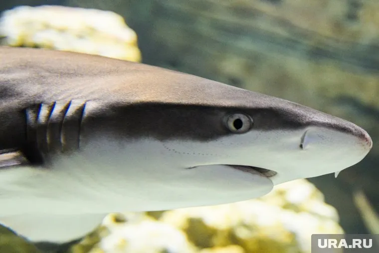 Акулы не первый раз нападают на отдыхающих