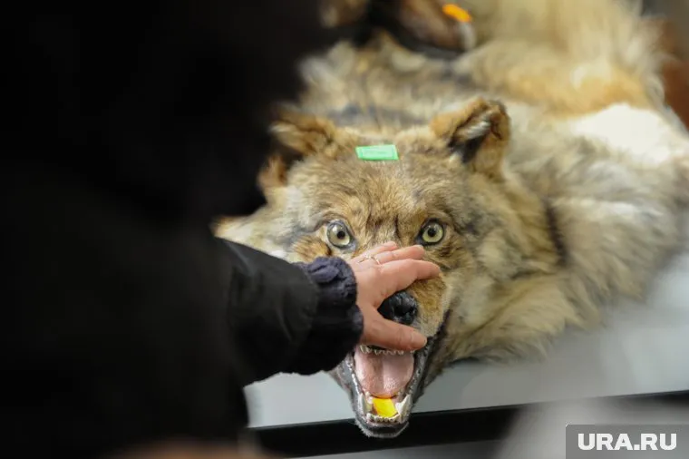 Волка искали по путанным следам на снегу (архивное фото)