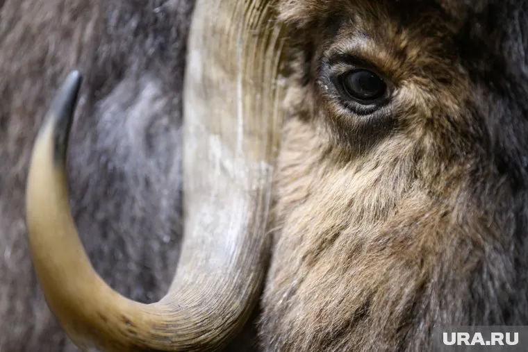 Шестерых телят овцебыков переселят в зоопарк Москвы (архивное фото)