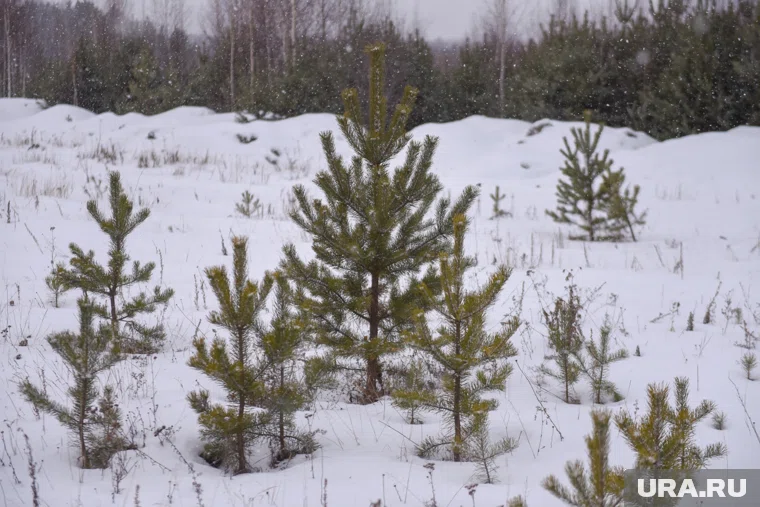 Статус лесного фонда изменили на уровне РФ