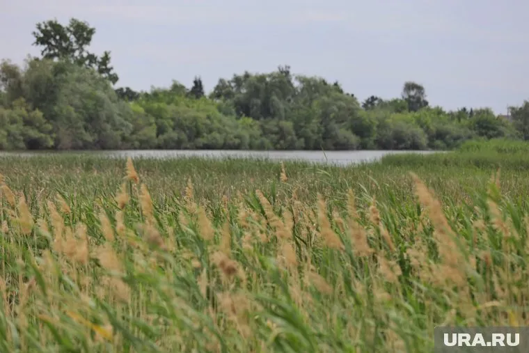 Озеро Дуванкуль начало зарастать камышами