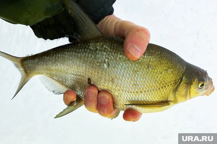 В выставленном на продажу водоеме водится большое количество рыбы