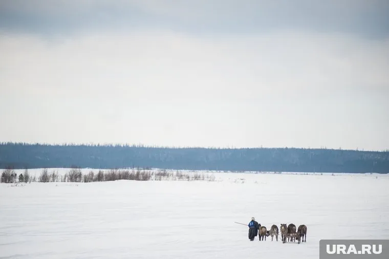 В правительстве РФ готовятся включить Березовский и Белоярский районы ХМАО в зону Арктики
