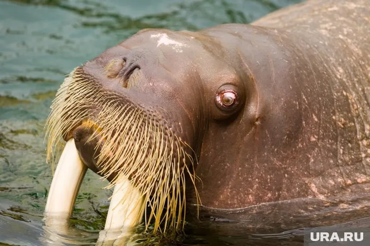 Морж выжил тренера с работы