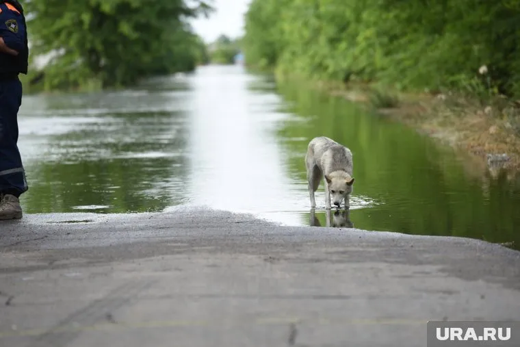 Решение об увеличении выплат принял Денис Патлер