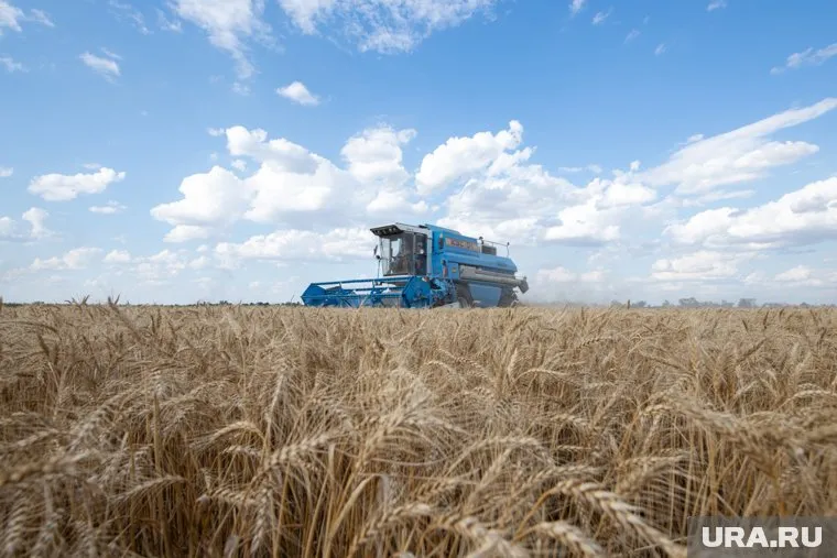 Ожидаемый урожай России способен закрыть часть мировой потребности в зерне, заявил Александр Данильцев