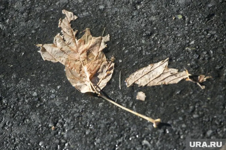 Дневная температура опустится до 13 градусов
